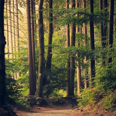 管家婆期期四肖四码中特管家app下载